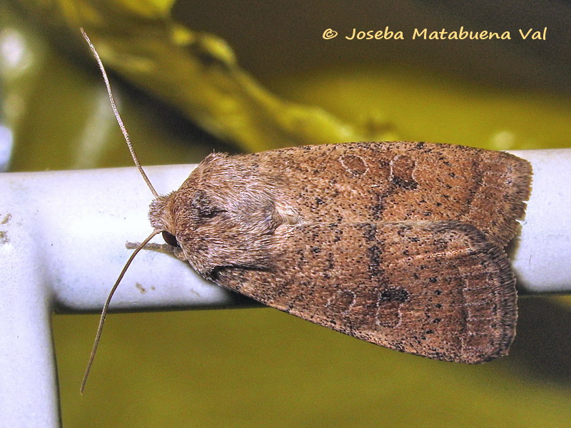 Hoplodrina octogenaria - Noctuidae